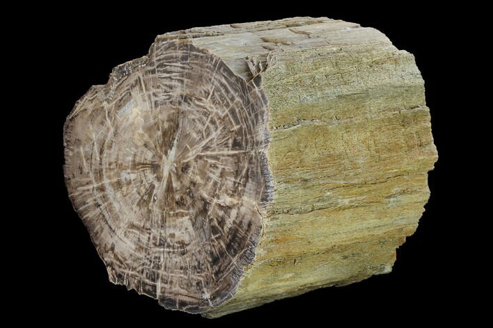 Polished Petrified Wood Log - Arizona #147926